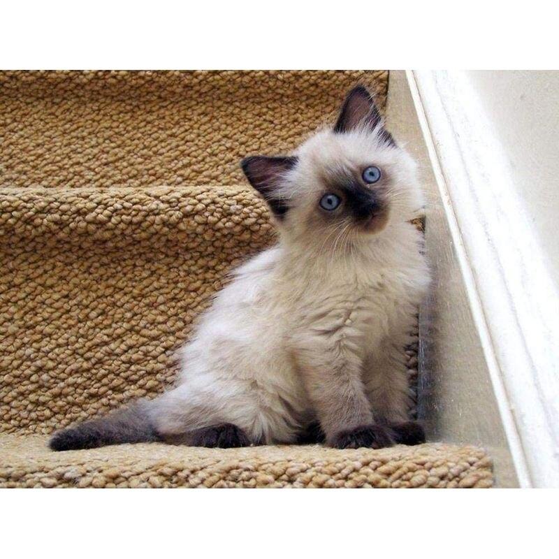 Full Drill Square&;Kulatý diamantový obraz Black Faced Cat Diy Sale Výšivka Animal Home Decoration dárek