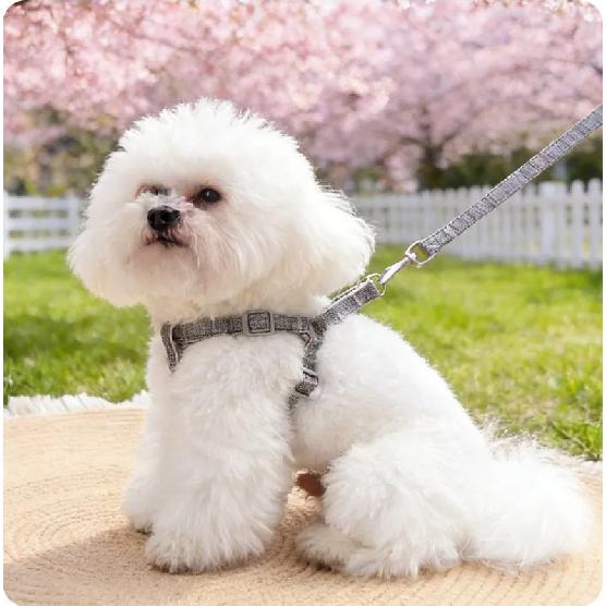 Pet Dog Chest and Back Traction Rope Y-shaped Chest Strap Vest Style Dog Walking Rope Teddy Bear Shiba Inu Vest Dog Rope Set