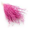 Lepidio (Lepidium Sativum) - Fucsia