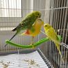 Plastic Swing Perch Toy Simulation Bird Parrot Play Rack Bird Perch Stand  for Bird Cage Aviary