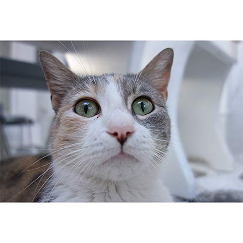 Sony Cyber-shot Rx100 mit 3,6x Zoom - Internationale Version (keine Garantie)