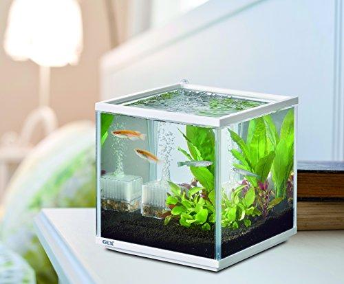 GEX Goldfish Genki Cube Set, Aquarium Size: Approx. W20 x D20 x H20cm, Water Capacity: Approx. 6L, White Frame Width: 20cm