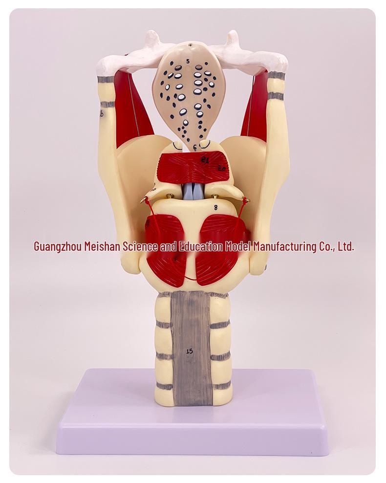 Anatomical Human Throat Model: Throat Muscles, Laryngeal Cartilage, Cavity, Vessels, and Thyroid Gland for Otolaryngology.