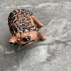 Wütende Kröte Niedlicher Afrikanischer Regenfrosch Schmücken Hässlich Wütend Außen Garten Terrasse Frosch Ornament Statue