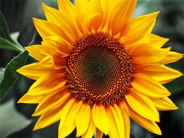 5D DIY Diamond Painting Sunflower Full Drill Round Needlework Art Diamond Embroidery Cross Stitch Kit Home Decoration