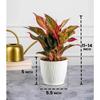 Set of 3 Self Watering Pots for Home, Decor & Garden | Flower Pots, Planters for Indoor Plants | Plastic Pots for Living Room