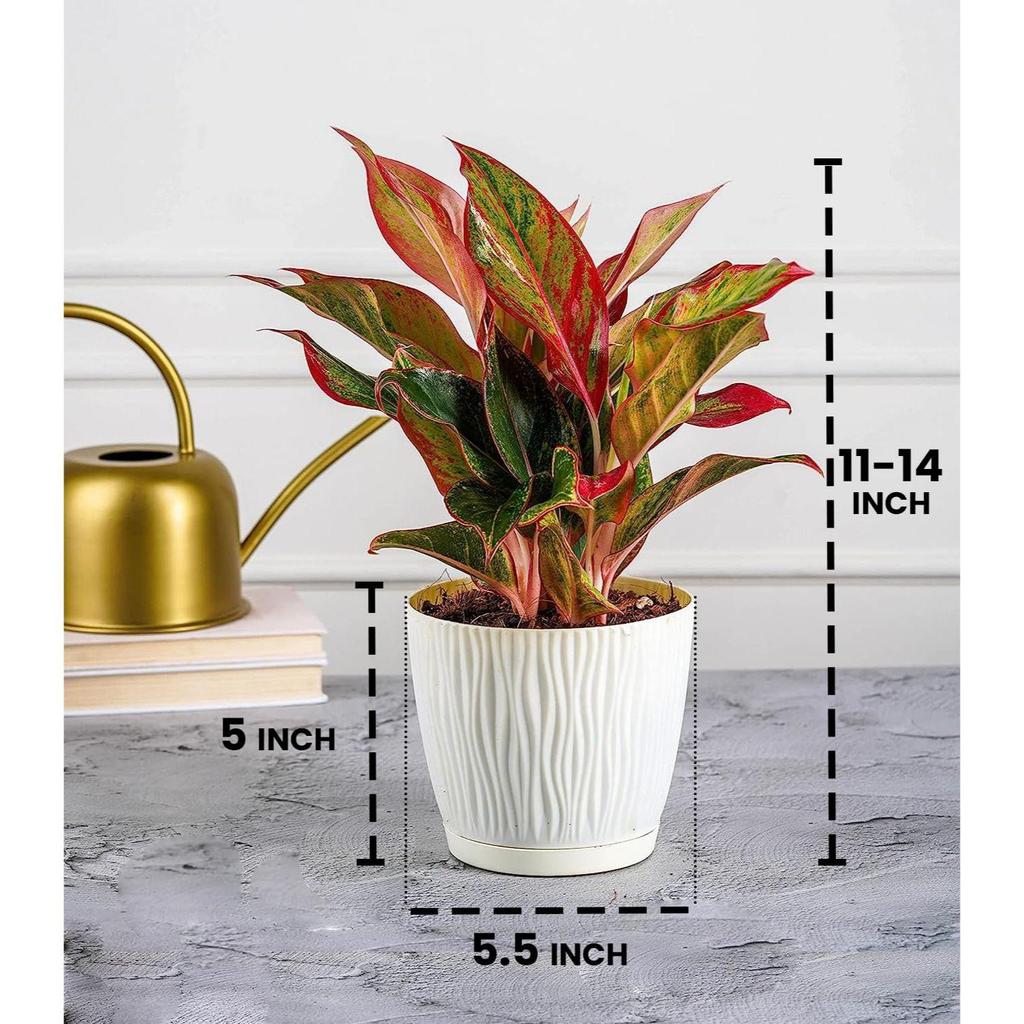 Set of 3 Self Watering Pots for Home, Decor & Garden | Flower Pots, Planters for Indoor Plants | Plastic Pots for Living Room