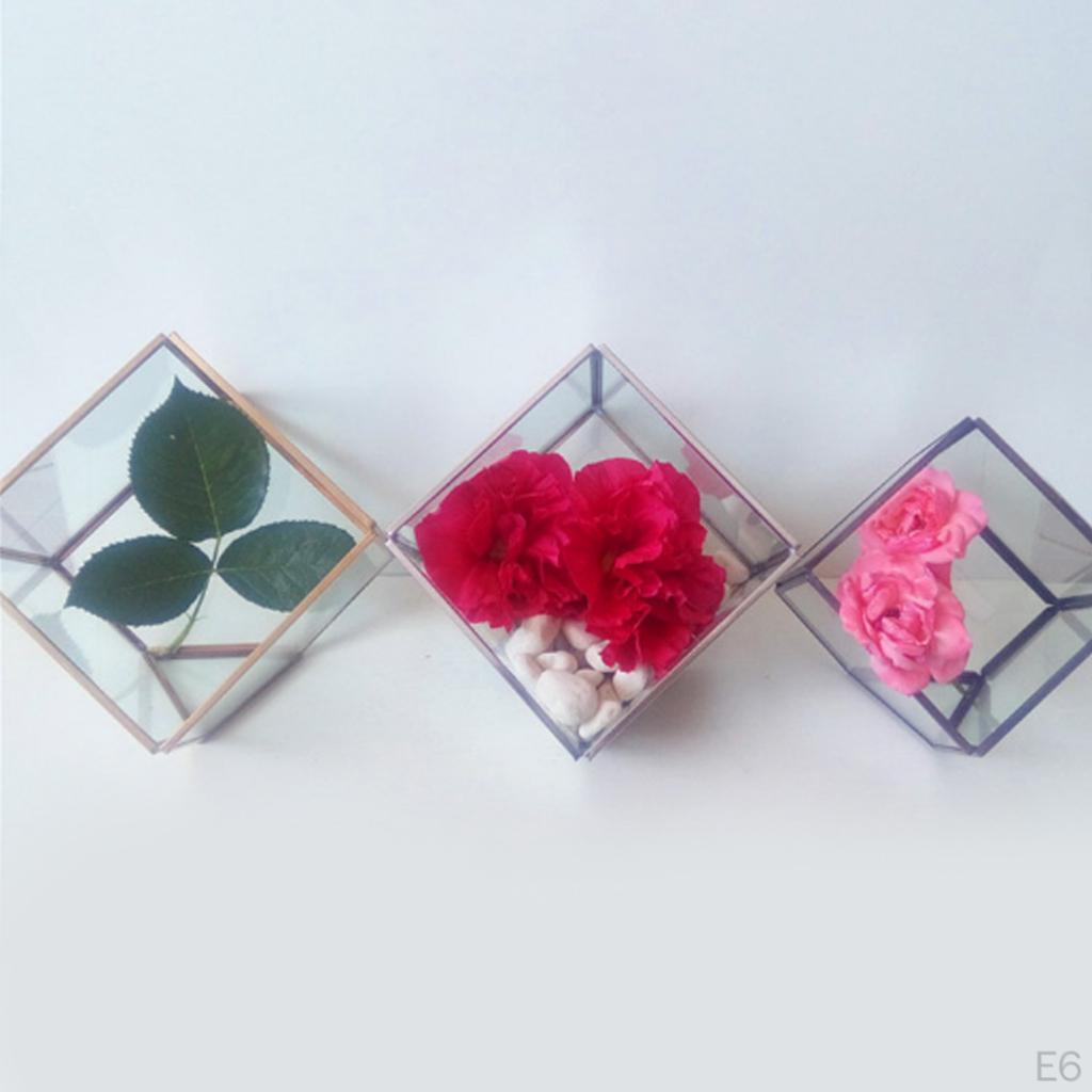 Glaswürfel Terrarium Luftpflanzen Behälter Box