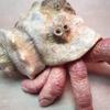 Realistic Resin Finger Crab Simulation Colorful Parasitic Finger Crab Conch Shell Snail Hermit Crab Toys Autism