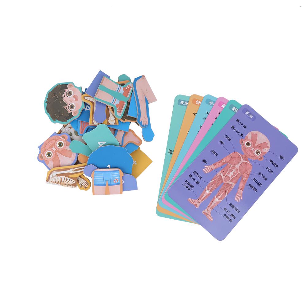 

Children Wooden Human Body Organ Structure Cognition Puzzle Jigsaw Toy Educational Toys(MG Boy Body Structure Puzzle )