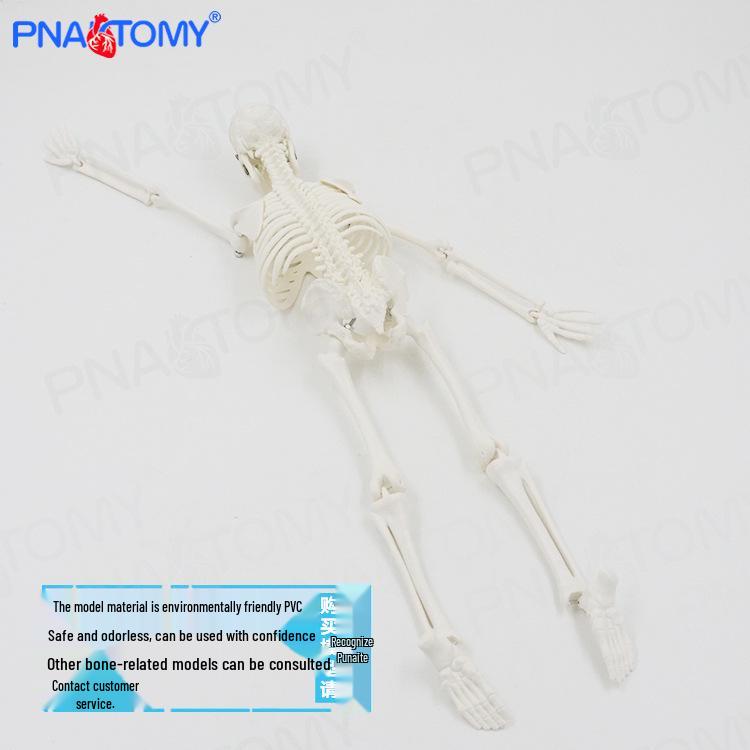 45cm Movable Human Skeleton Model: Ideal for Yoga, Art, and Orthopedic Education