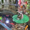 Resin Turtles And  Fish Tanks    Friendly Decorative Art For Aquarium Habitat