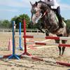 Adjustable Horse Riding Leg Guard Boot Tendon Front Hind Wrap Cover