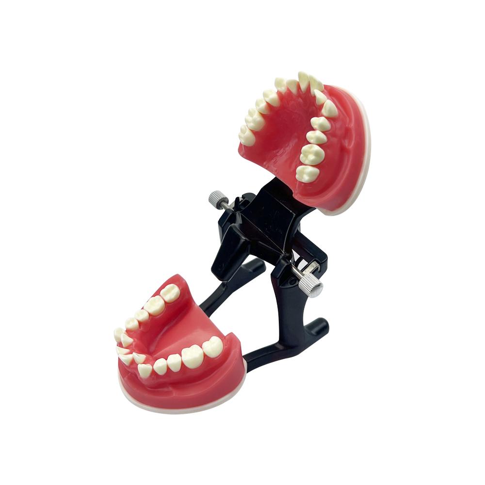 Dental Orthodontic Training Jawbone Model Wax Gingiva Orthodontic Treatment Dental Model