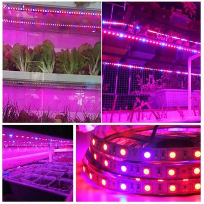 5M Led Grow Plant Lights Strip Full Spectrum Indoor Seeds Oświetlenie szklarni Lampa fito do roślin Hydroponiczny system uprawy