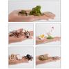 Simulation Animals Growth Cycle Butterfly Ladybug Chicken Dragonfly Frog Life Cycle Figurine Model Early Education Kids Toy