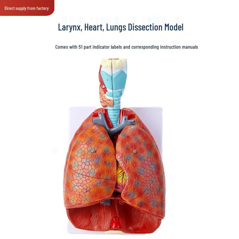 Adult Human Respiratory & Cardiovascular Model: Throat, Thyroid, Lung, Heart