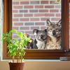 Wolf Koala Eagle Animal Wall Sticker Living Room Window Stickers For Home Decoration Decals