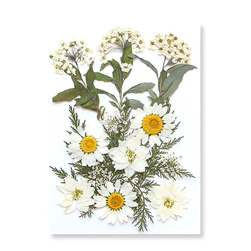 Dried Flowers Real Natural Plant Pressed Flower For Epoxy Resin Filling DIY Keychain Pendant Silicone Mold Jewelry Making Crafts