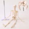 UPstore Mini Full Body Human Skeleton Model, 45cm 1/4 Scale Tabletop Model with 8 Movable Parts, Skull, Jaw, Shoulders, Elbows, Wrists, Hips, Knees, a