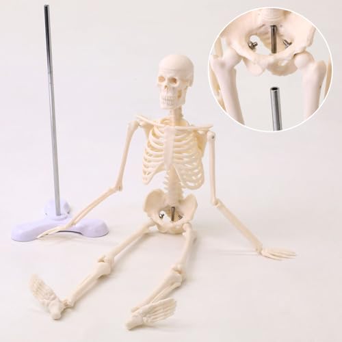UPstore Mini Full Body Human Skeleton Model, 45cm 1/4 Scale Tabletop Model with 8 Movable Parts, Skull, Jaw, Shoulders, Elbows, Wrists, Hips, Knees, a