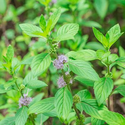 1000 semen máty (Mentha pulegium) reprodukovatelné nezpracované