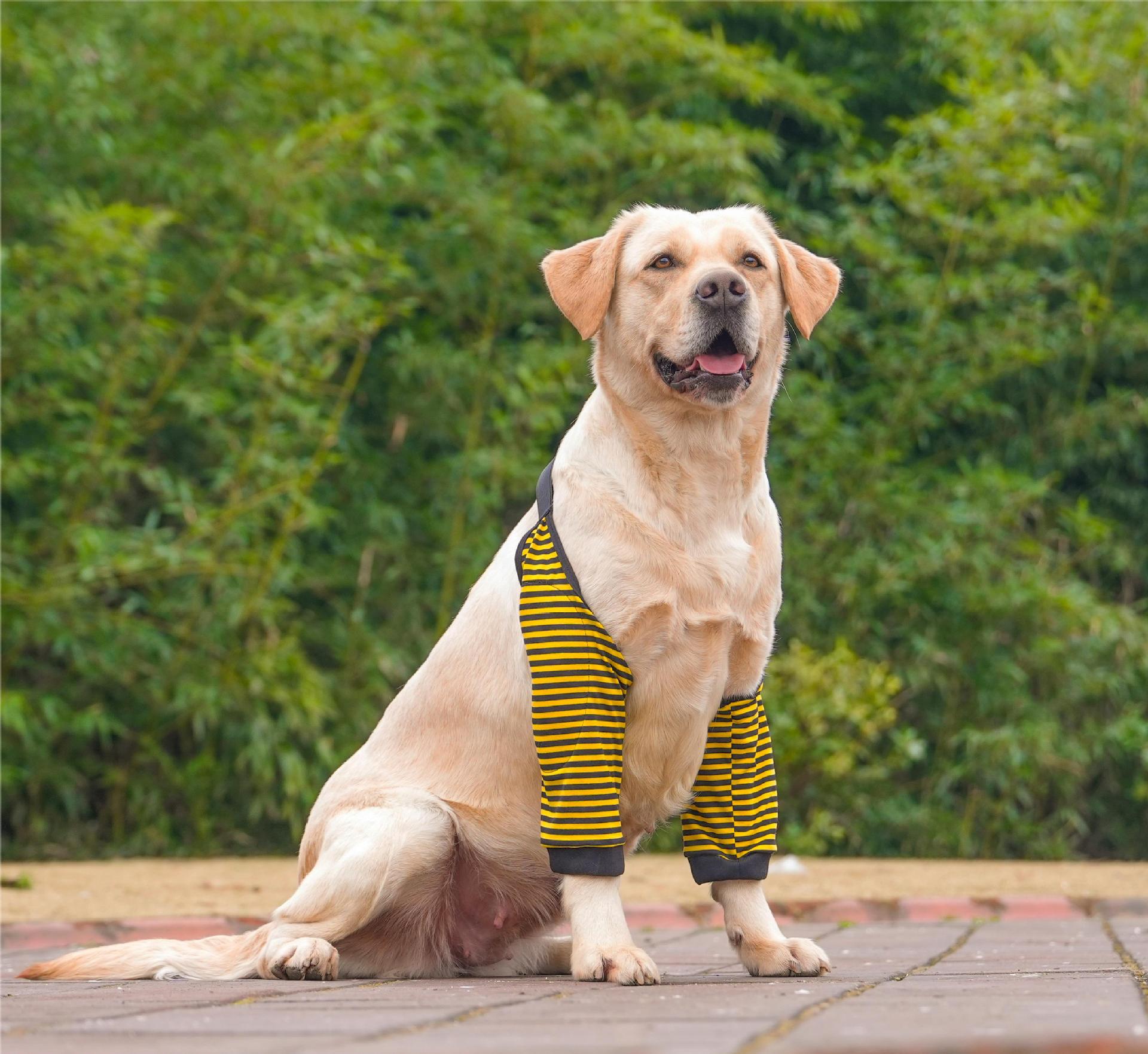

Pre-order: Pure Cotton Dog Knee Pads & Leg Warmers for Medium to Large Breeds – Durable, Anti-Dirt Pet Clothing. L (25-40 jin)