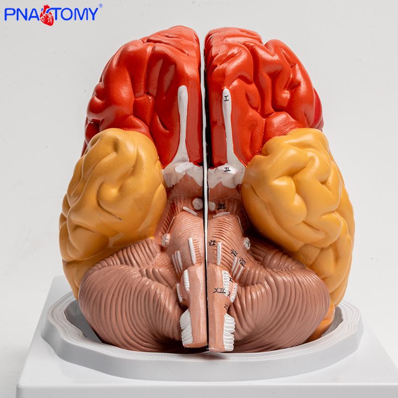 Human Brain Anatomy Model: Color-Coded Structure