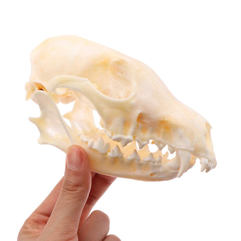 

Настоящие черепа лисиц Образец Академическое исследование Подарок-сюрприз для научного образования Натуральные ландшафтные украшения 1Pc