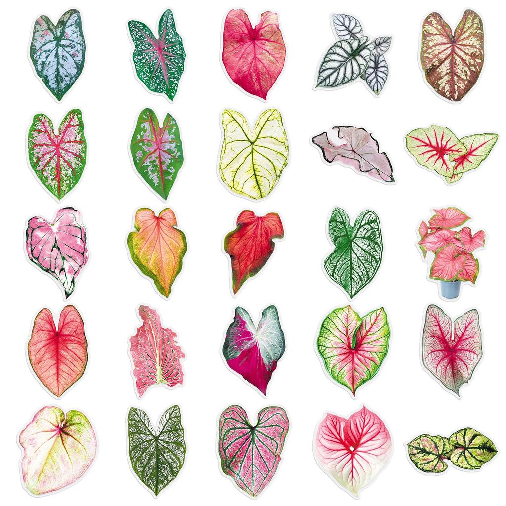 50 Colorful Cartoon Caladium Flower Stickers - Transparent Graffiti for Suitcase, Journal, or Desktop