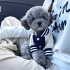 Dog Baseball Jacket Small Dogs Clothes with Raglan Sleeves Cute Sporty Dog Coat for Puppies Poodle Bichon Frise Daily Outfit