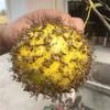 Drosophila Lure Ball, pułapka na muchy owocowe, lepka kula na owady, mucha owocowa z igieł cytrusowych, żółto-zielona kula na komary, pułapka na owady