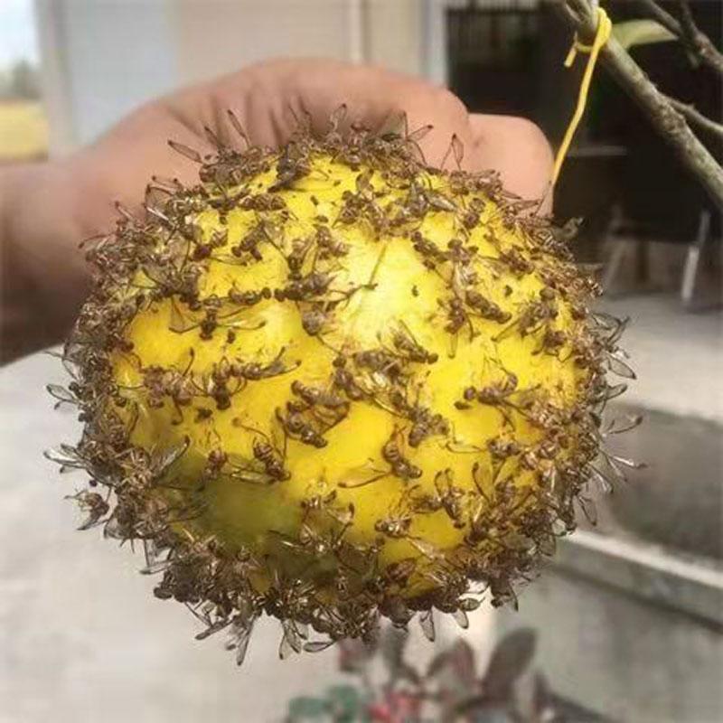 Drosophila Lure Ball, pułapka na muchy owocowe, lepka kula na owady, mucha owocowa z igieł cytrusowych, żółto-zielona kula na komary, pułapka na owady