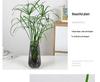 Hydroponic Lucky Bamboo and Aquatic Grass for Fish Tanks and Ponds