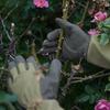 Niesporek Rose Gloves, Gardening Gloves, Long Sleeve, Thorn-Resistant, Puncture-Resistant, for Weeding, Farm Work, and Gardening
