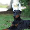 10Pcs Soft Foam Rods Dog Ear Stand Up Tool Prevent Ear Fold Dog Ear Erecting Kit  Dog Accessory