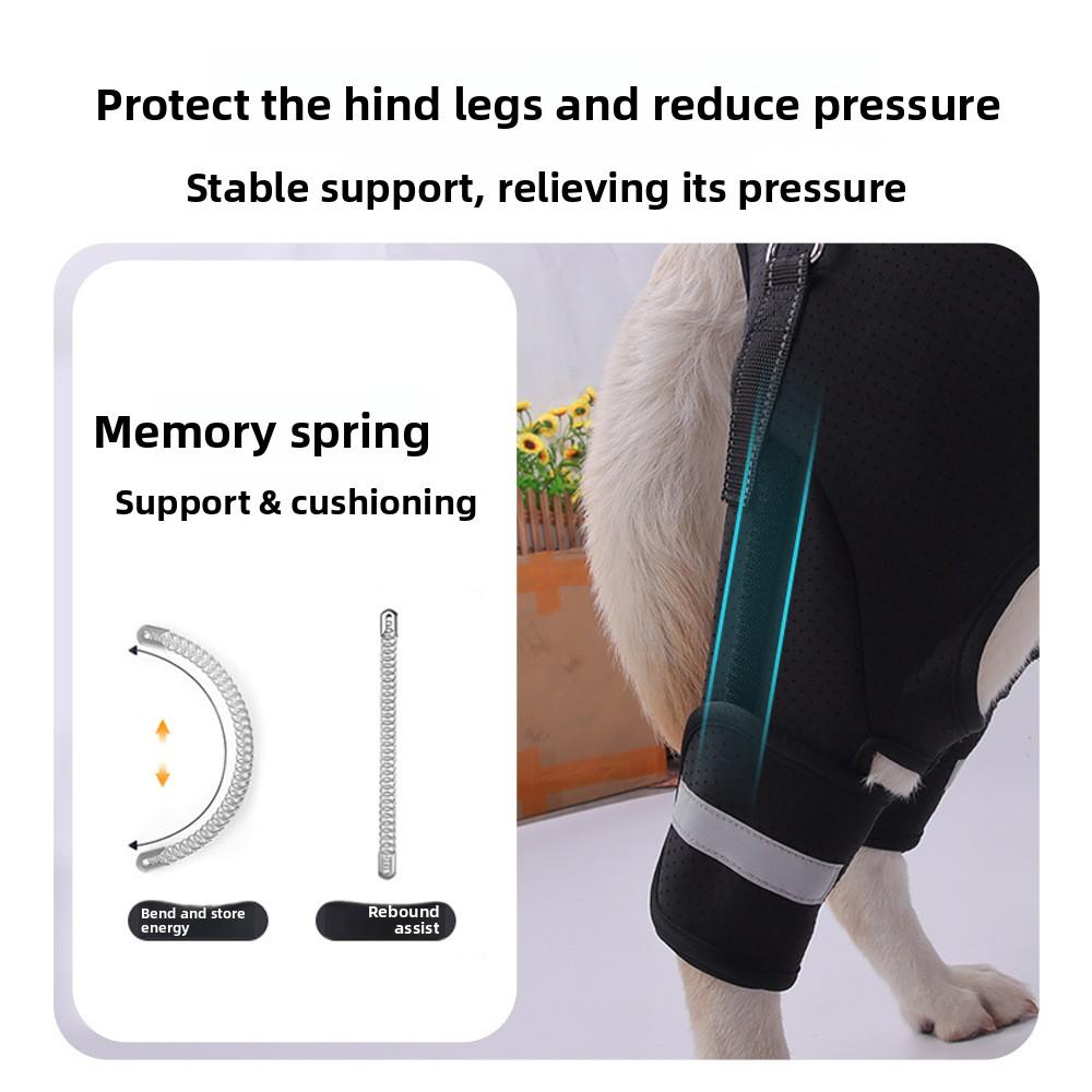 The Hind Legs of The Dog Assist In Taking The Disabled Dog Out for Rehabilitation with A Hind Leg Lift and Leash