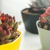 Thickened 6 Cell Round Nursery Pot Trays with 6Inch Pots Plant Shuttle Tray For Indoor And Outdoor Gardening Use