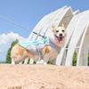 Pet Dog Cooling Vest Harness Dog Summer Clothes Harness Adjustable Dog Reflective Quick-Dry Mesh Vest for UV-Protections