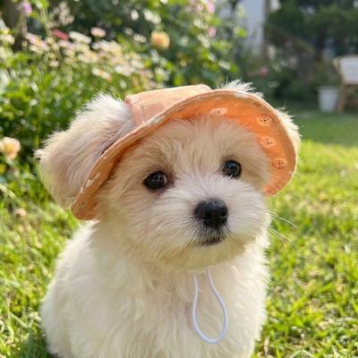 Giyim ve ayakkabı – Köpek için şapkalar