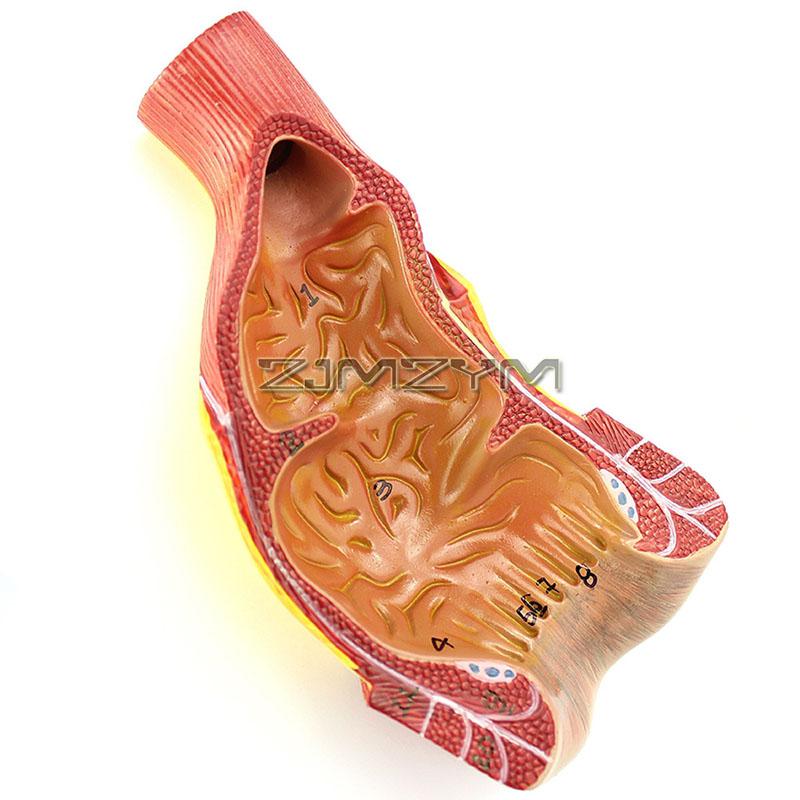 Human Rectal And Anal Anatomical Model, Anorectal Department Training Teaching Aids