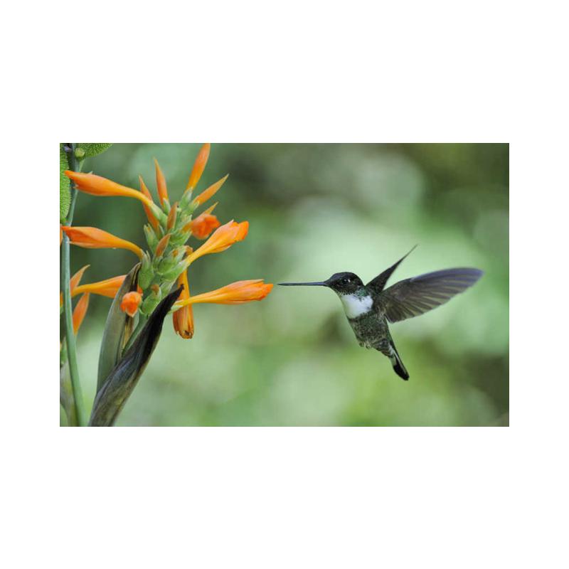 Posters and Prints with Hummingbird, Canvas Painting, Birds, Animals, Cuadros, Wall Art Paintings for the Living Room, Modern Home Decor,