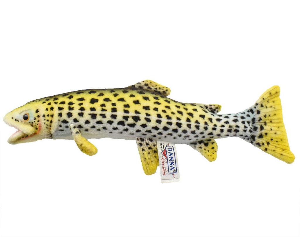 Rainbow trout No. 6047