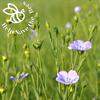Help Save the Bees Seeds Set / 20 Set Nectar-rich Plants / Bee-friendly Set / Flowers / Pollen / 100g