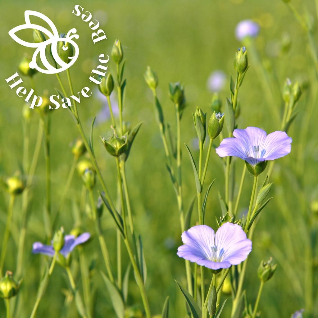 Help Save the Bees Seeds Set / 20 Set Nectar-rich Plants / Bee-friendly Set / Flowers / Pollen / 100g