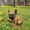 French Bulldog Garden Statue Lifelike Design Resin Dog Shape Figurine Ornament Home Garden Table Decor