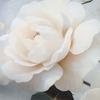 Bedding Set 180x200 COTTON SATIN Digital Print Flowers White Rose
