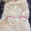Creative Cats Training Hand Cuffs Tool Safe and Fun For Pet Interaction And Behavior Correction Entertainment Accessory