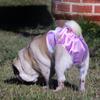 Pet Physiological Pants Reusable Bitches Dog Diapers Super Absorbent Diapers For Dogs  Dog Diapers  Thermal Underpants For Dogs  Dog Diapers