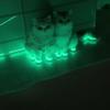 Cat Luminous Stickers Adhesive Tape Night Home Indoor Outdoor Self  Luminous Fluorescent Strips Stair Warning Tape DIY Stage